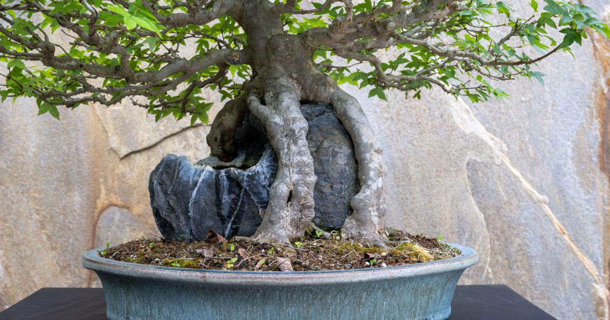 Unveiling Big Bonsai News Longwood Gardens